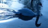 graceful swan on lake